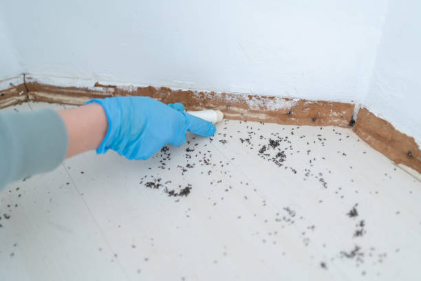 Best Termite Control Services  in Piney Mountain, VA