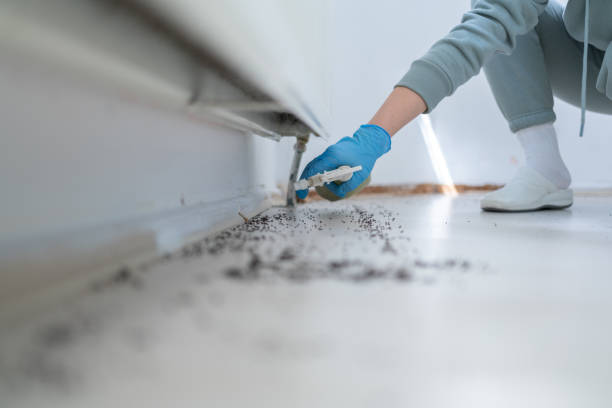 Best Termite Control Services  in Piney Mountain, VA